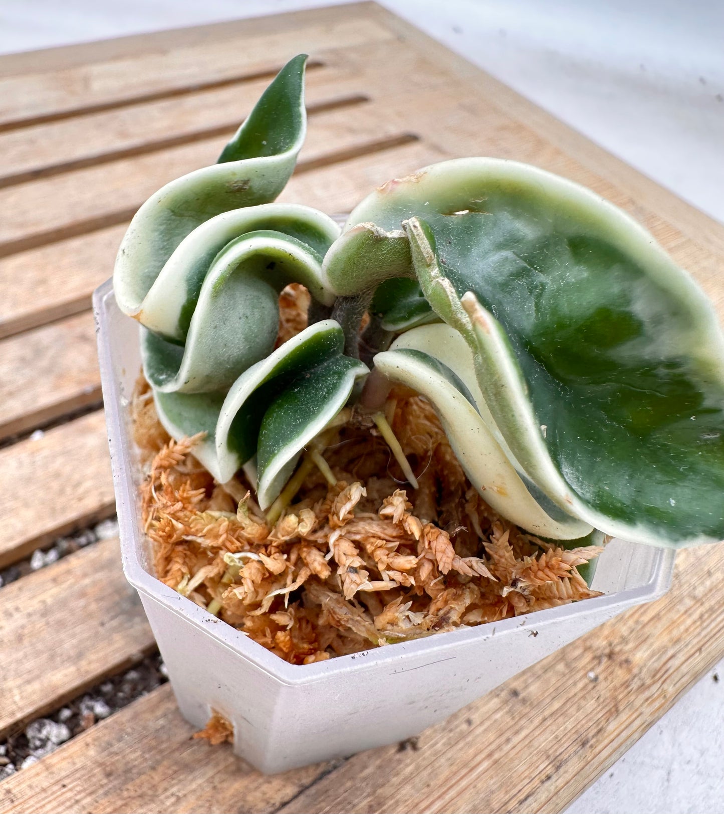 Hoya Compacta Variegated - New Growth Top Cutting