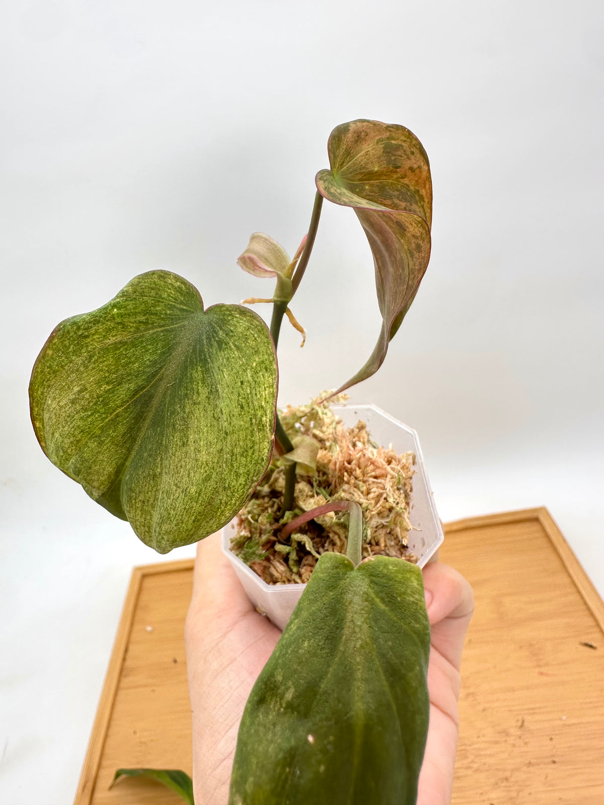 Philodendron Micans Mint Variegated
