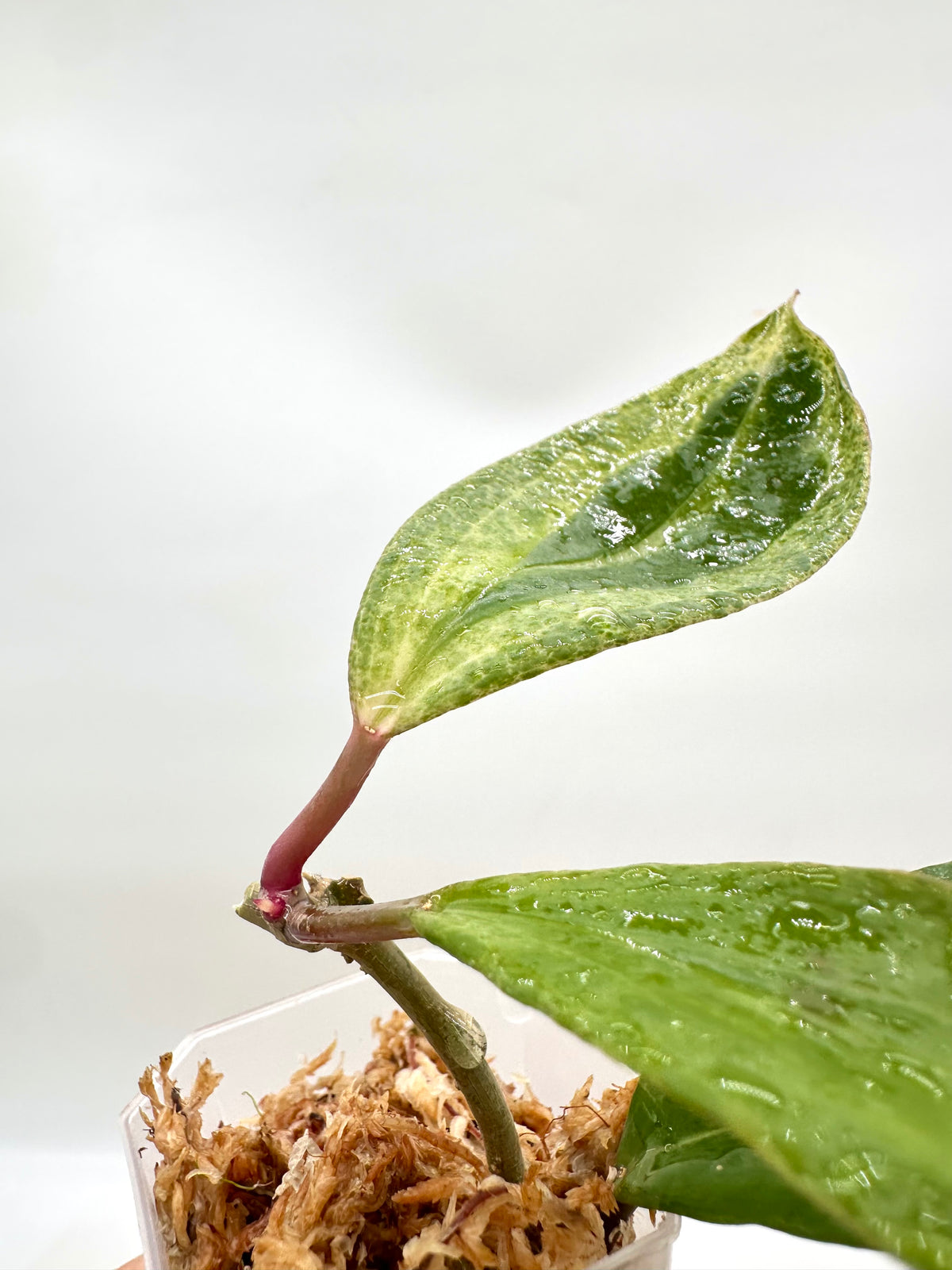 Hoya Crocodile