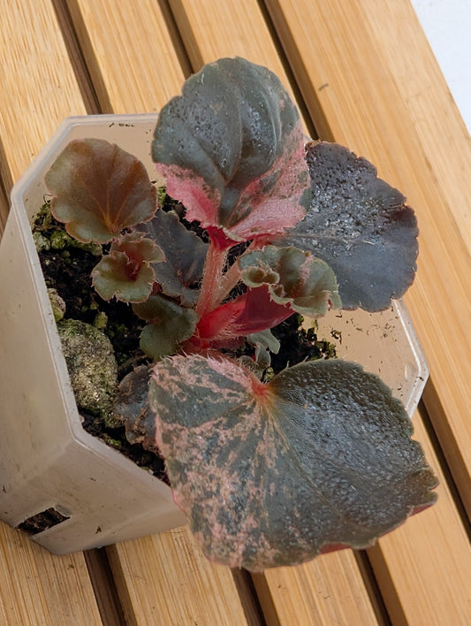 Begonia Cucullata Pink Variegated
