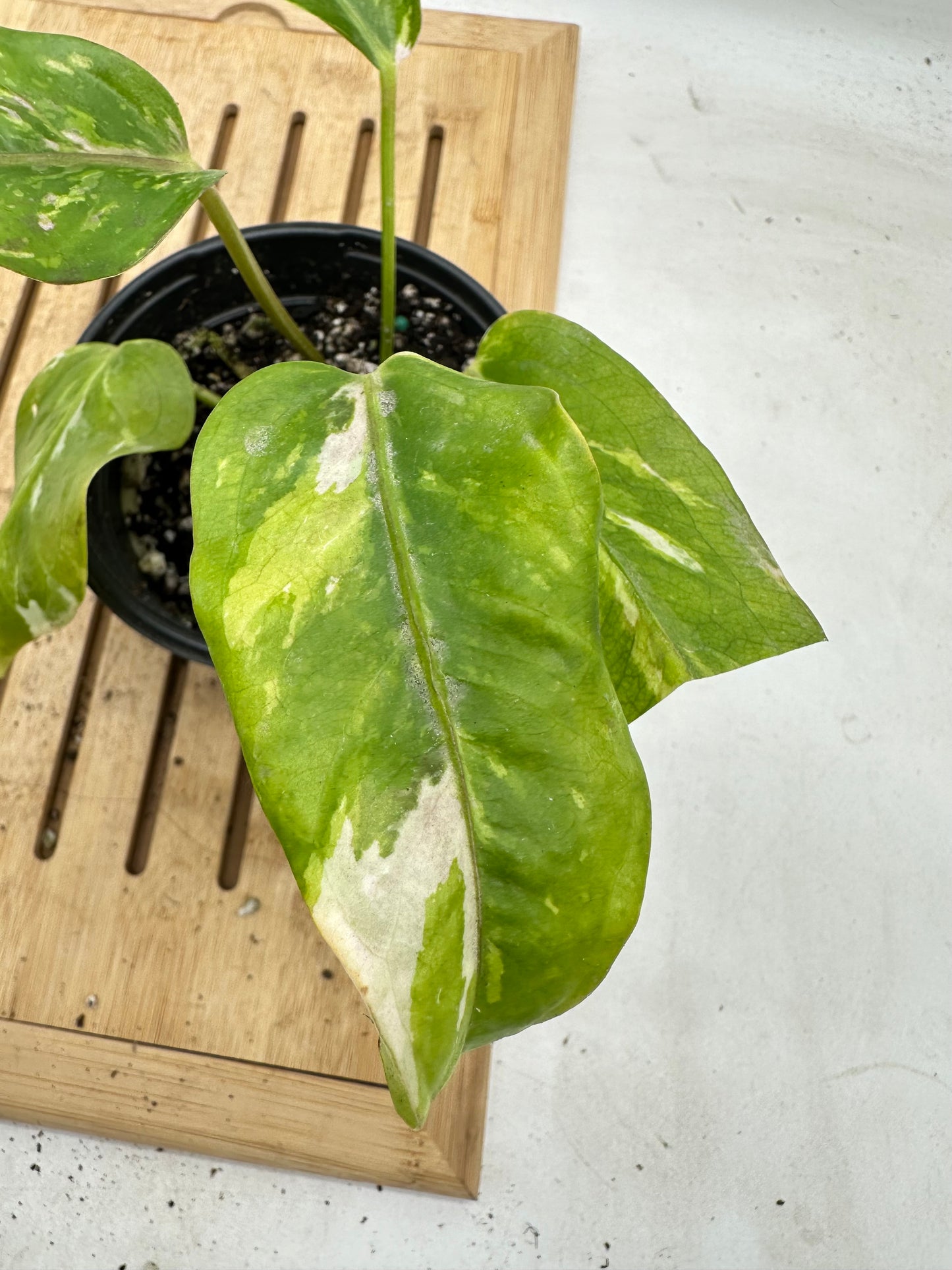 Anthurium Ressainess Pink Variegated