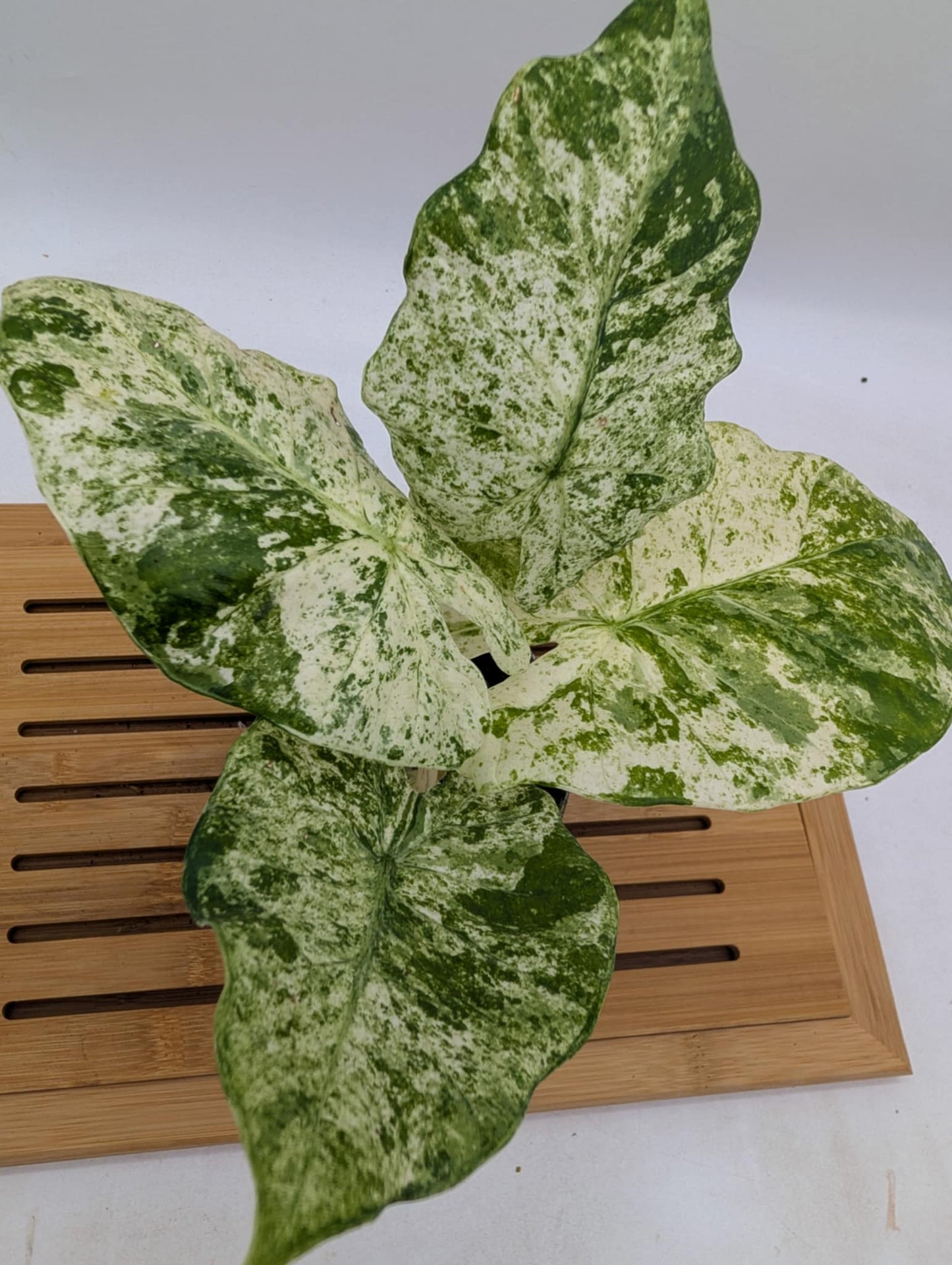 Alocasia Odora Batik