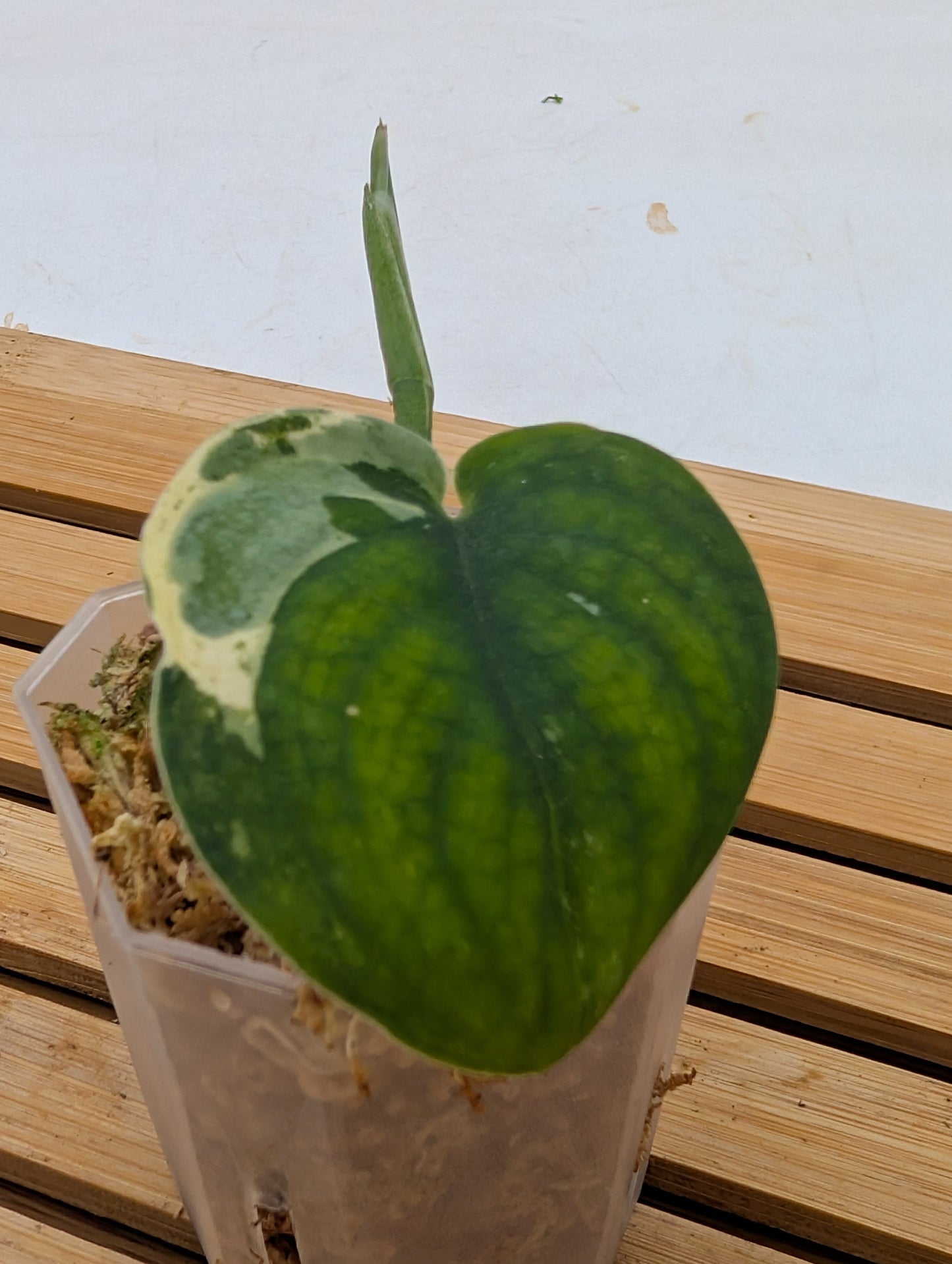 Scindapsus Mangurai - Rooted Top Cutting