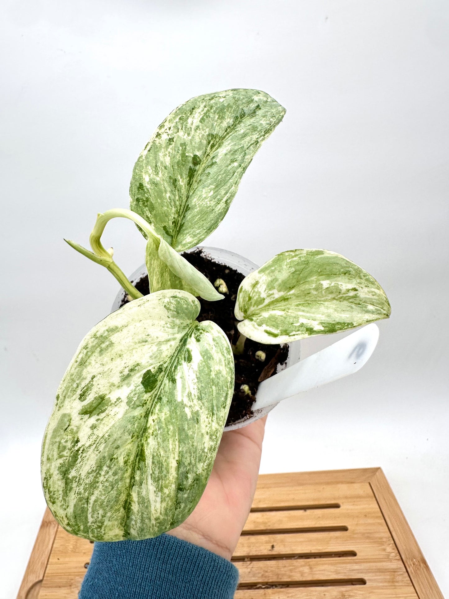 Scindapsus White Crystal Variegated