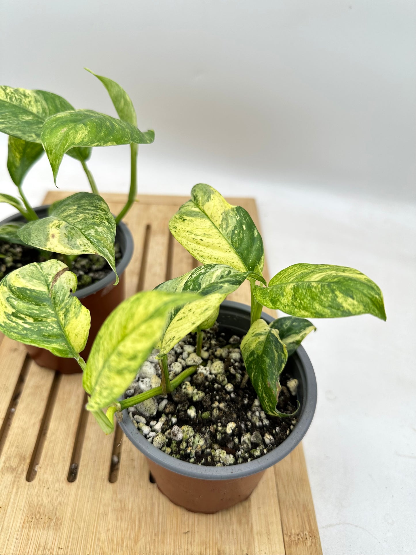 Rhaphidophora Puberula Variegated (2 plants propagated in each pot)