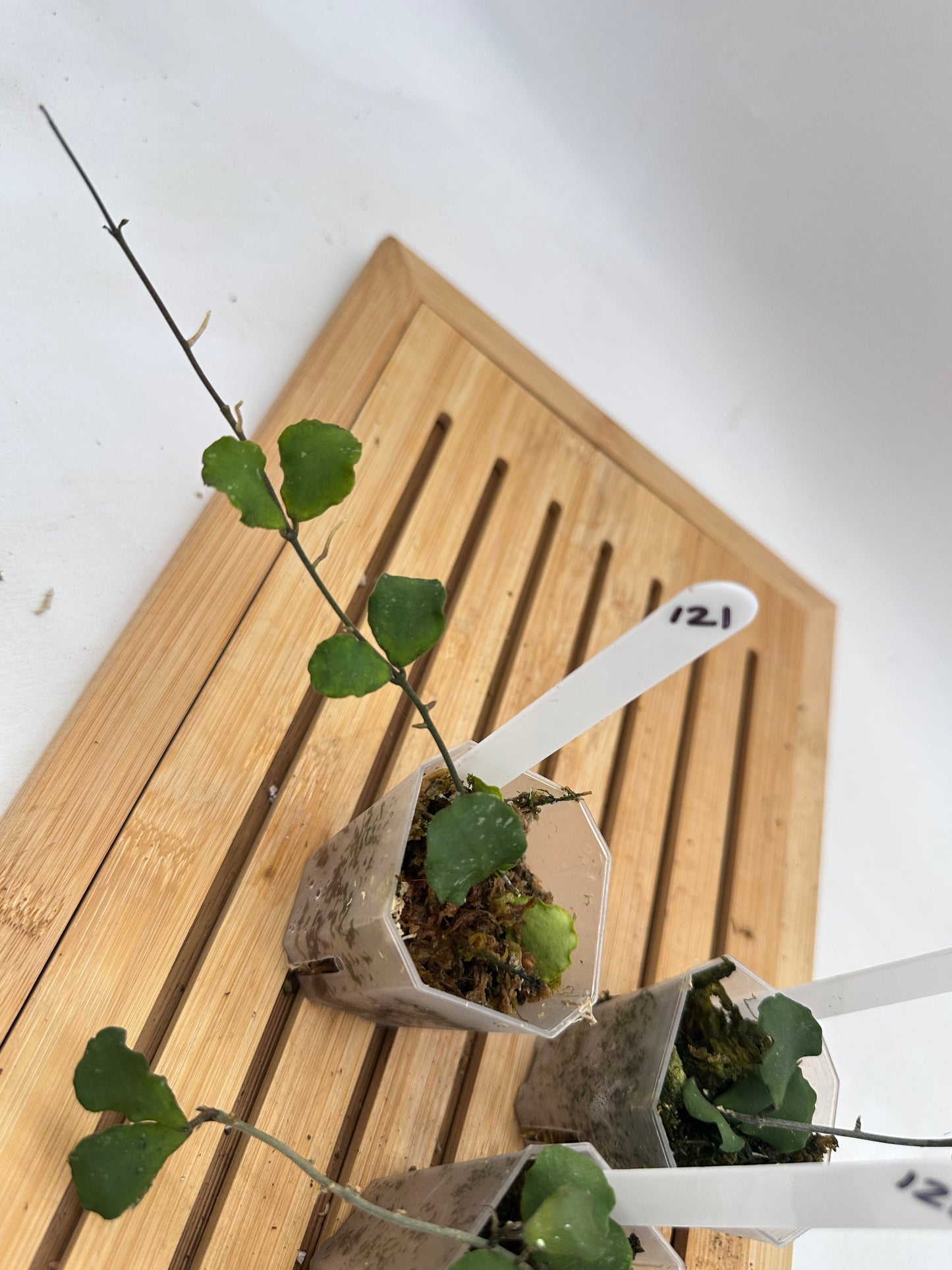 Hoya Kanyakumariana - 121 123 124
