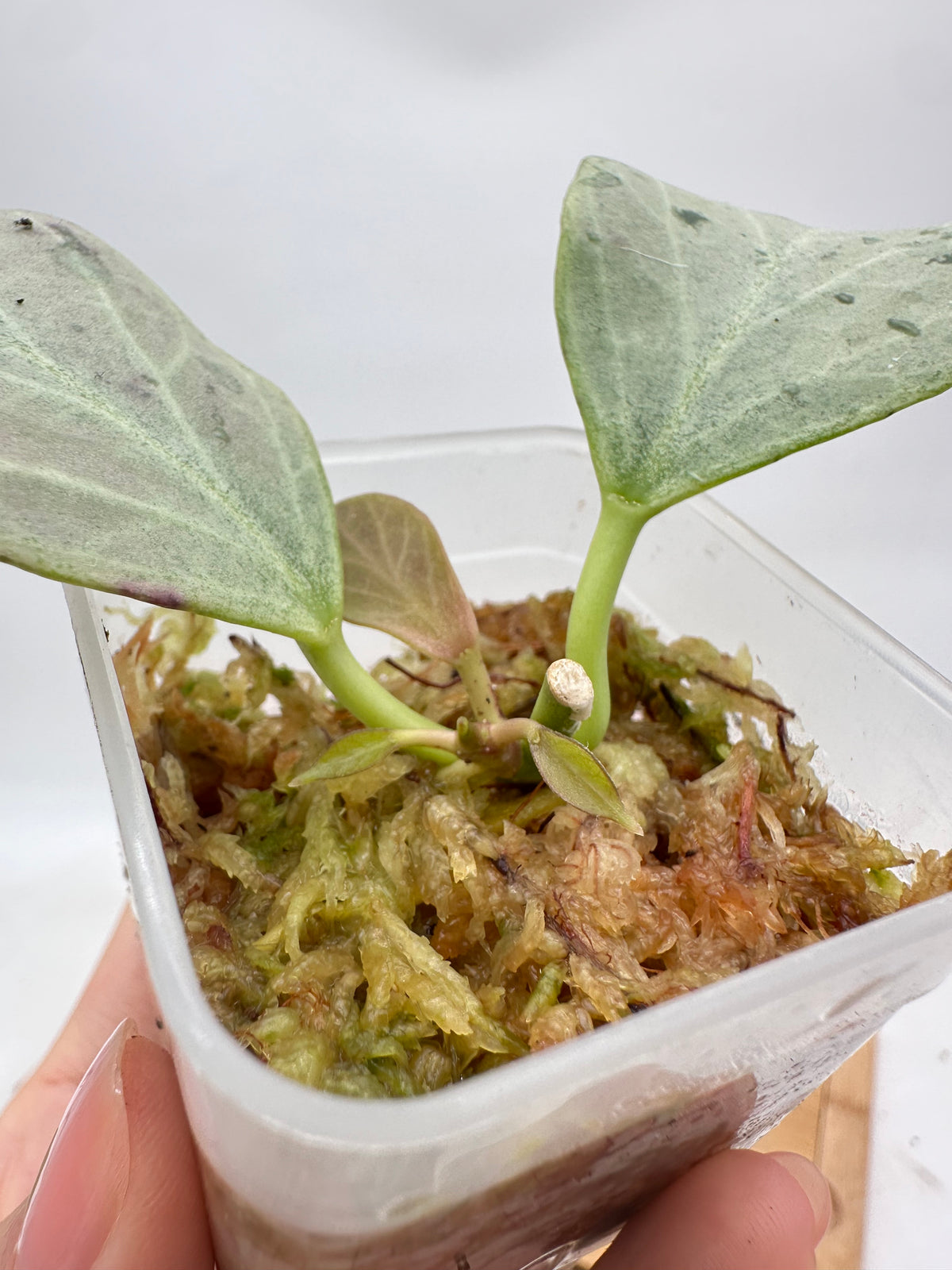 Hoya Rowena Silver