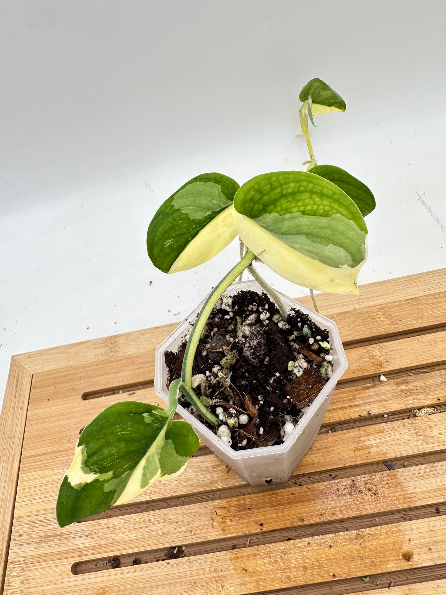 Scindapsus Jade Satin Albo White Variegated