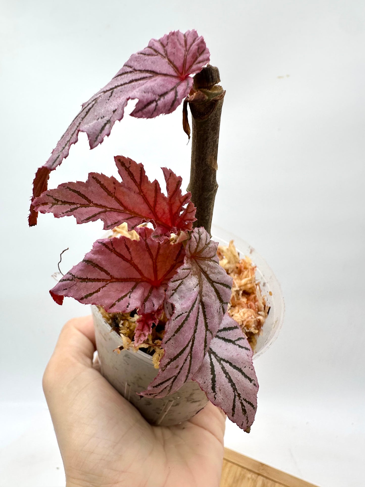 Begonia Lamoon - Multiple Growths