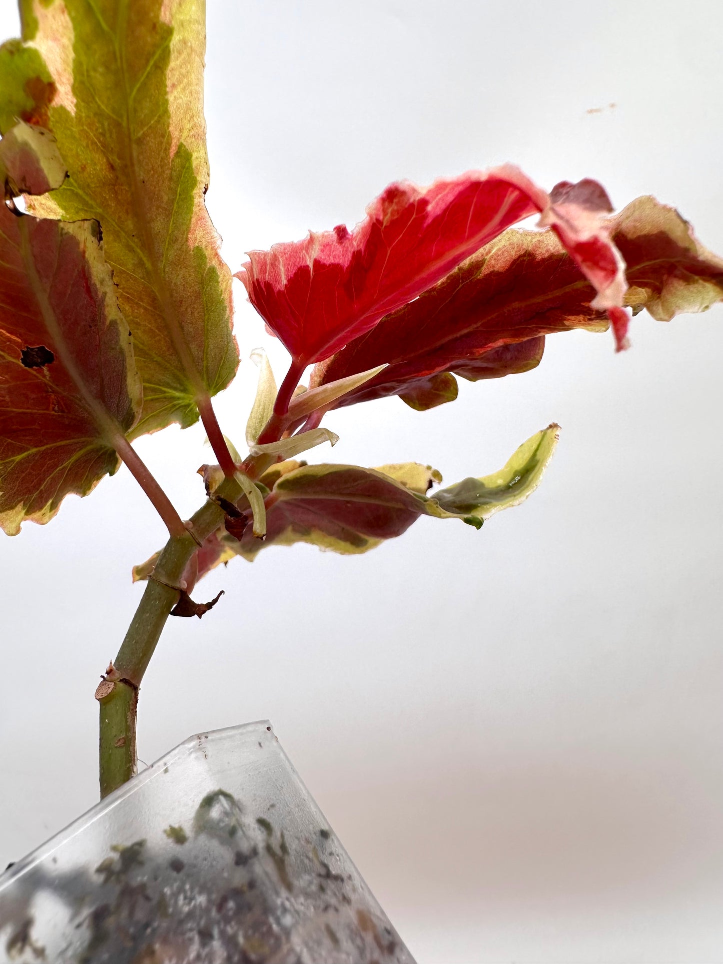 Begonia Dainty Spray Variegated