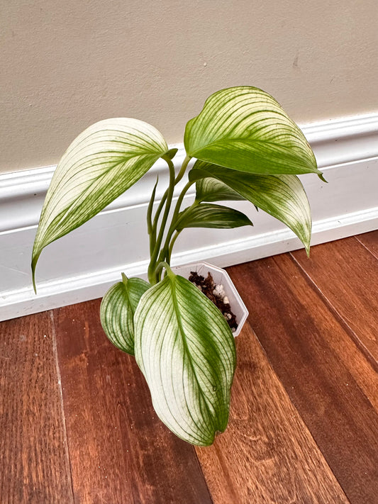 Scindapsus White Monster