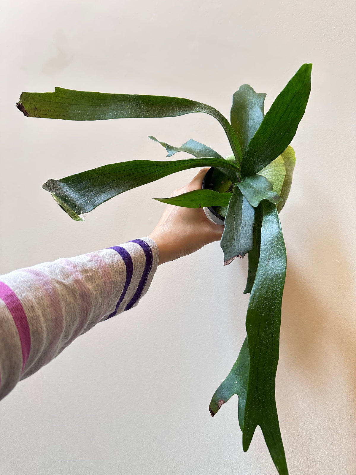 Staghorn Fern