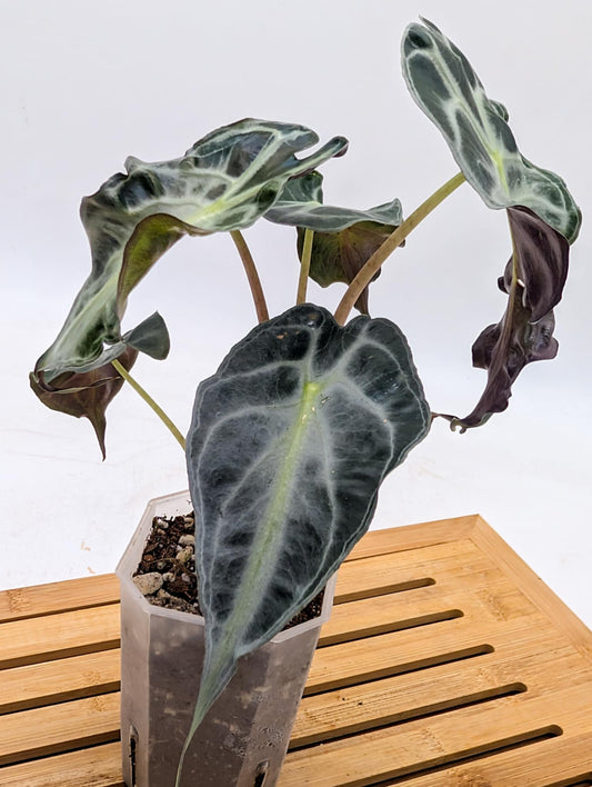 Alocasia Venom - April Sale 💚