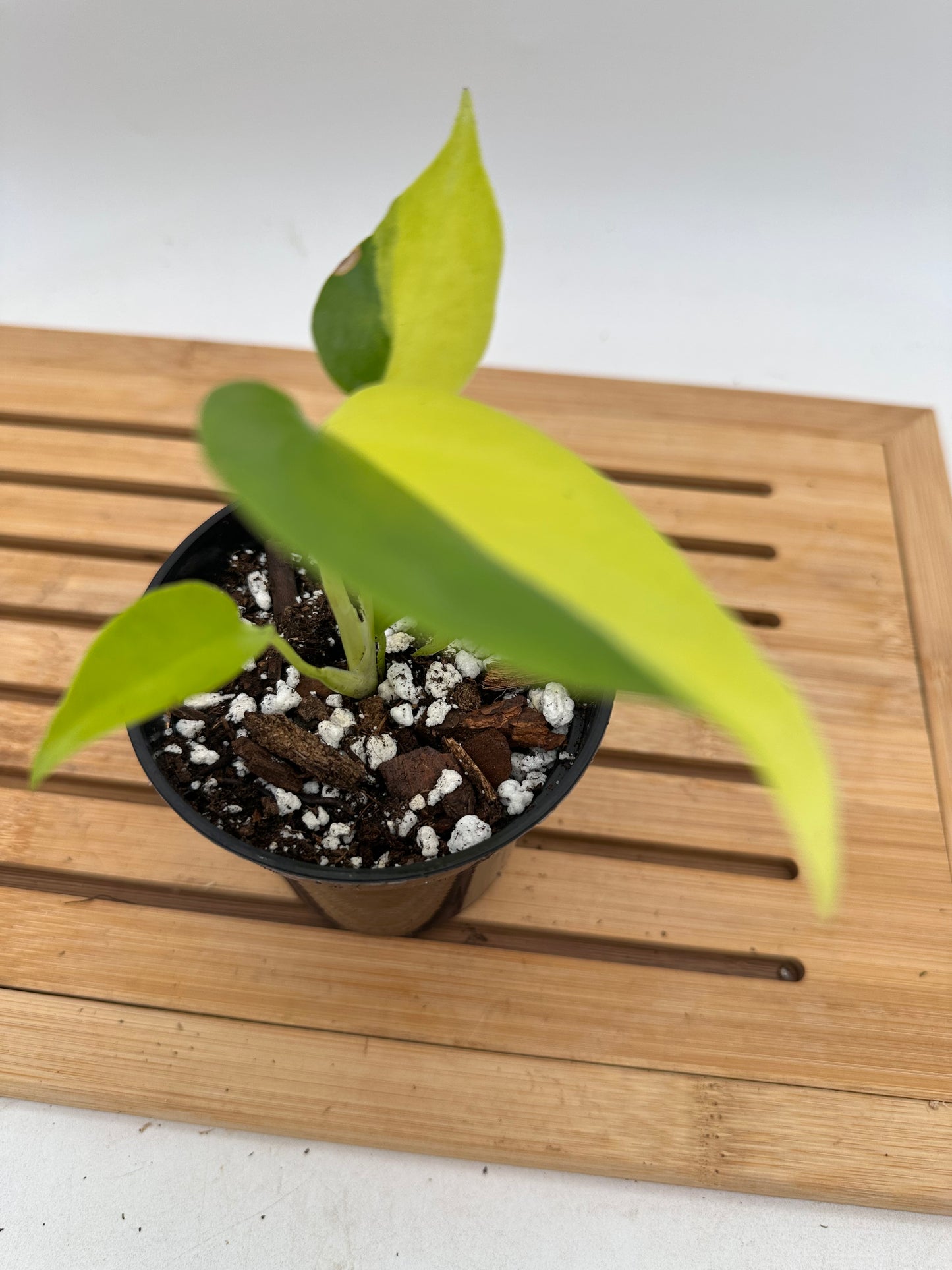 Monstera Light Lime