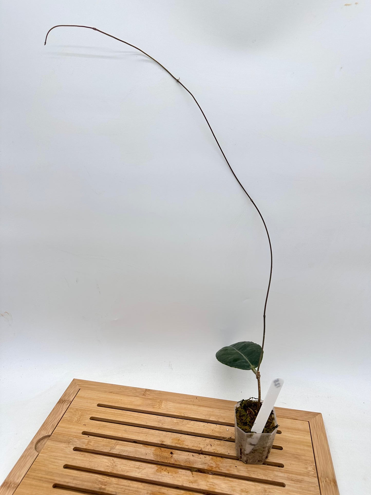 Hoya Versteegii - Long Vine