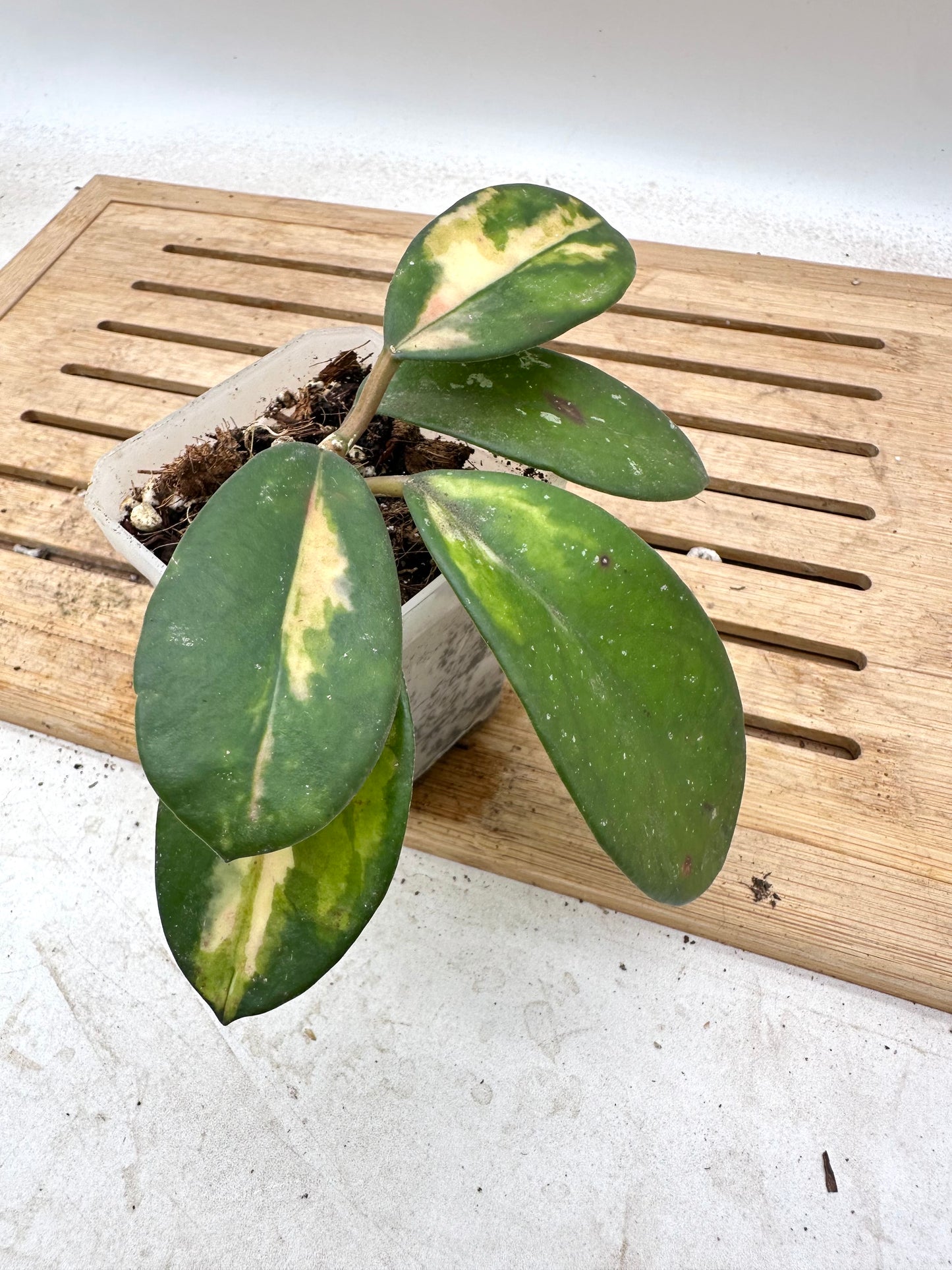 Hoya Diversifolia Maharini Variegated - Multiple growths - Thanksgiving Sale 💚