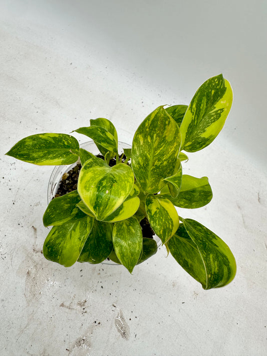 Philodendron Green Congo Nuclear Hybrid Variegated