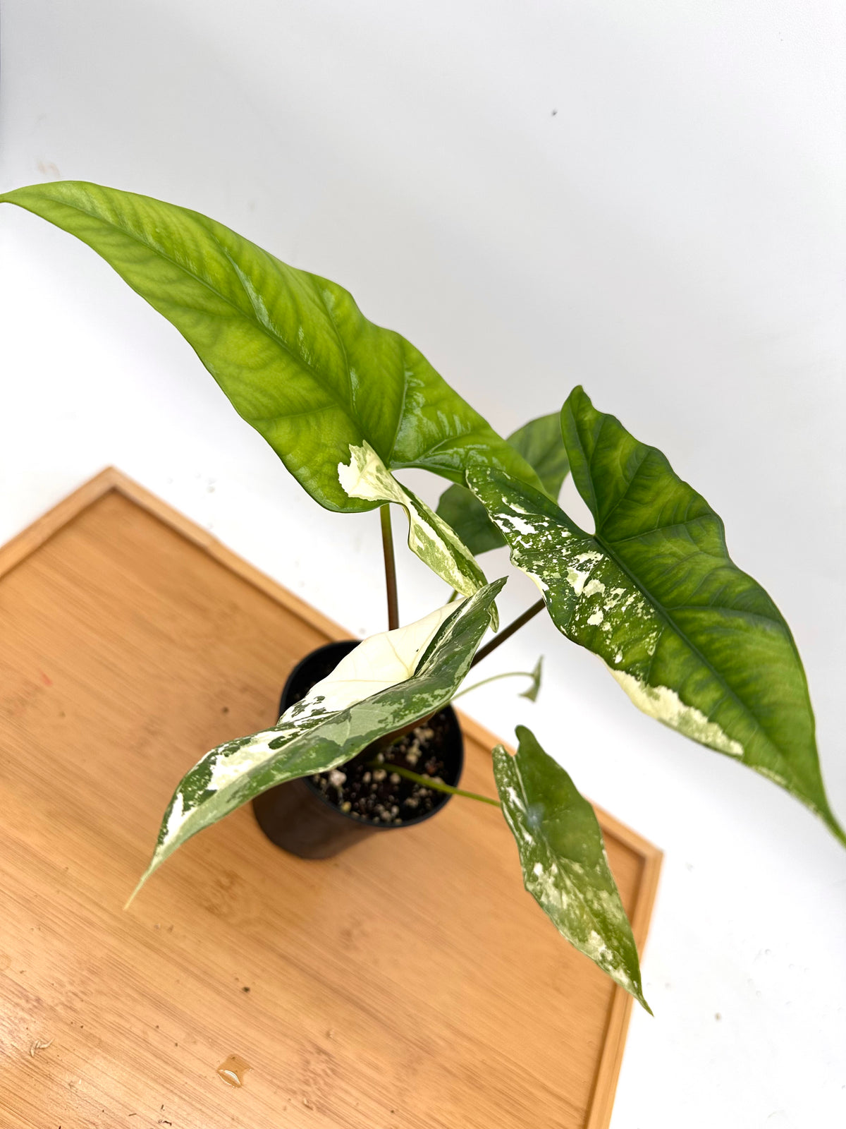 Alocasia Simpo Albo Variegated