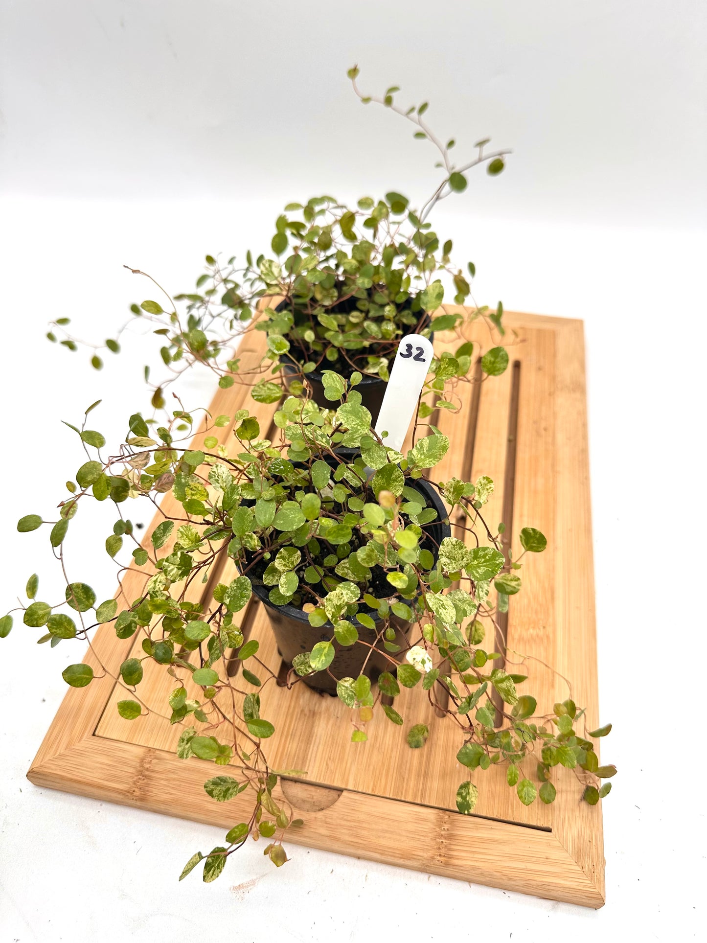 Variegated Wire Vines 032