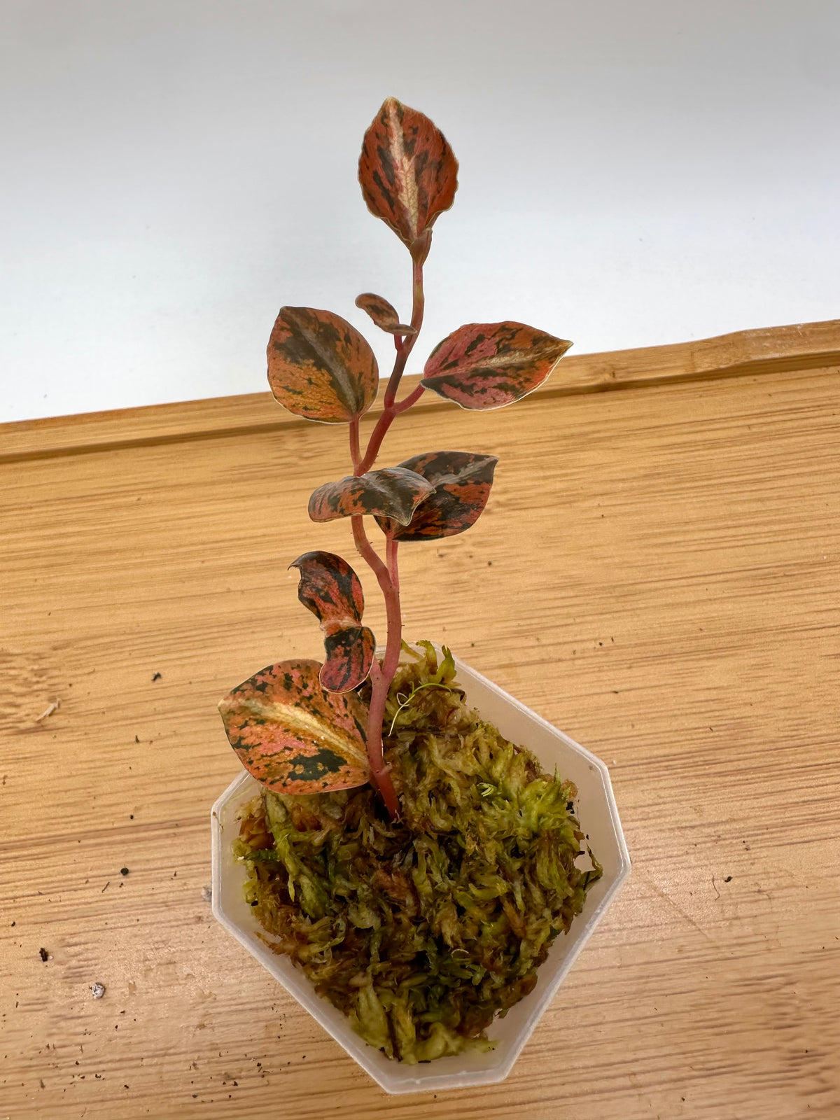 Peperomia Metallica Orange Variegated