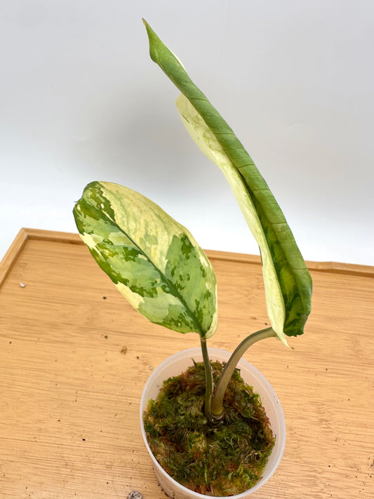 Aglaonema Manila Pride Variegated