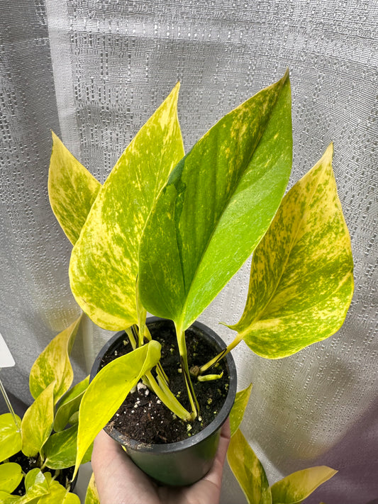 Pothos Teruno Kaguya Lemide