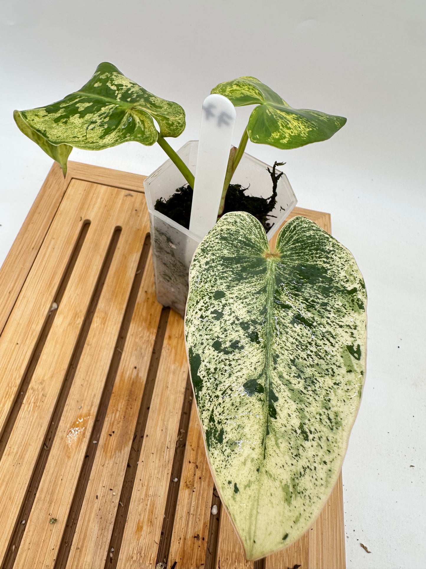 Philodendron Ilsemanii Variegated