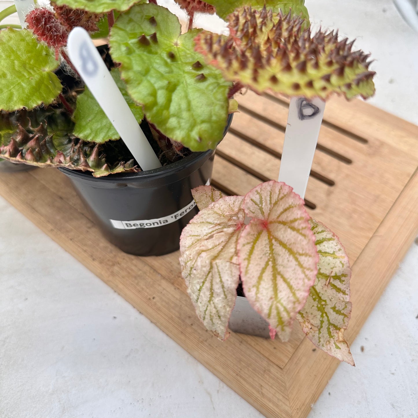 Combo Sale - Begonia Ferox & Begonia X’Frosty & Philodendron Silver Stripes