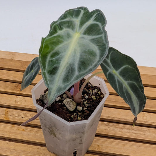 Alocasia Venom