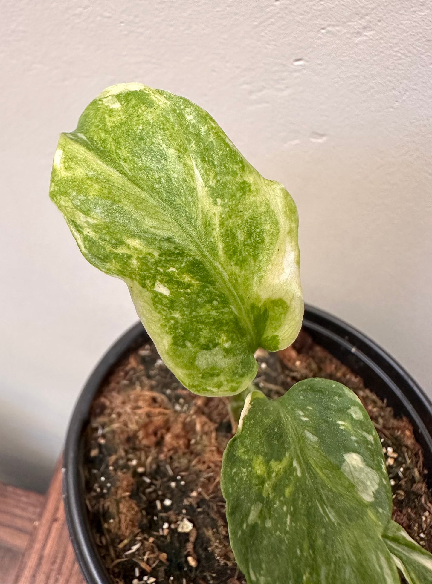 Monstera Miracle ‘tri-Colour Variegation’