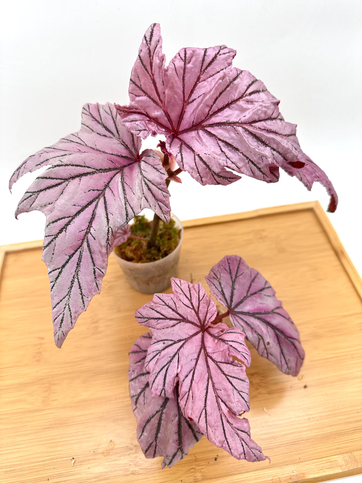 Begonia Lamoon