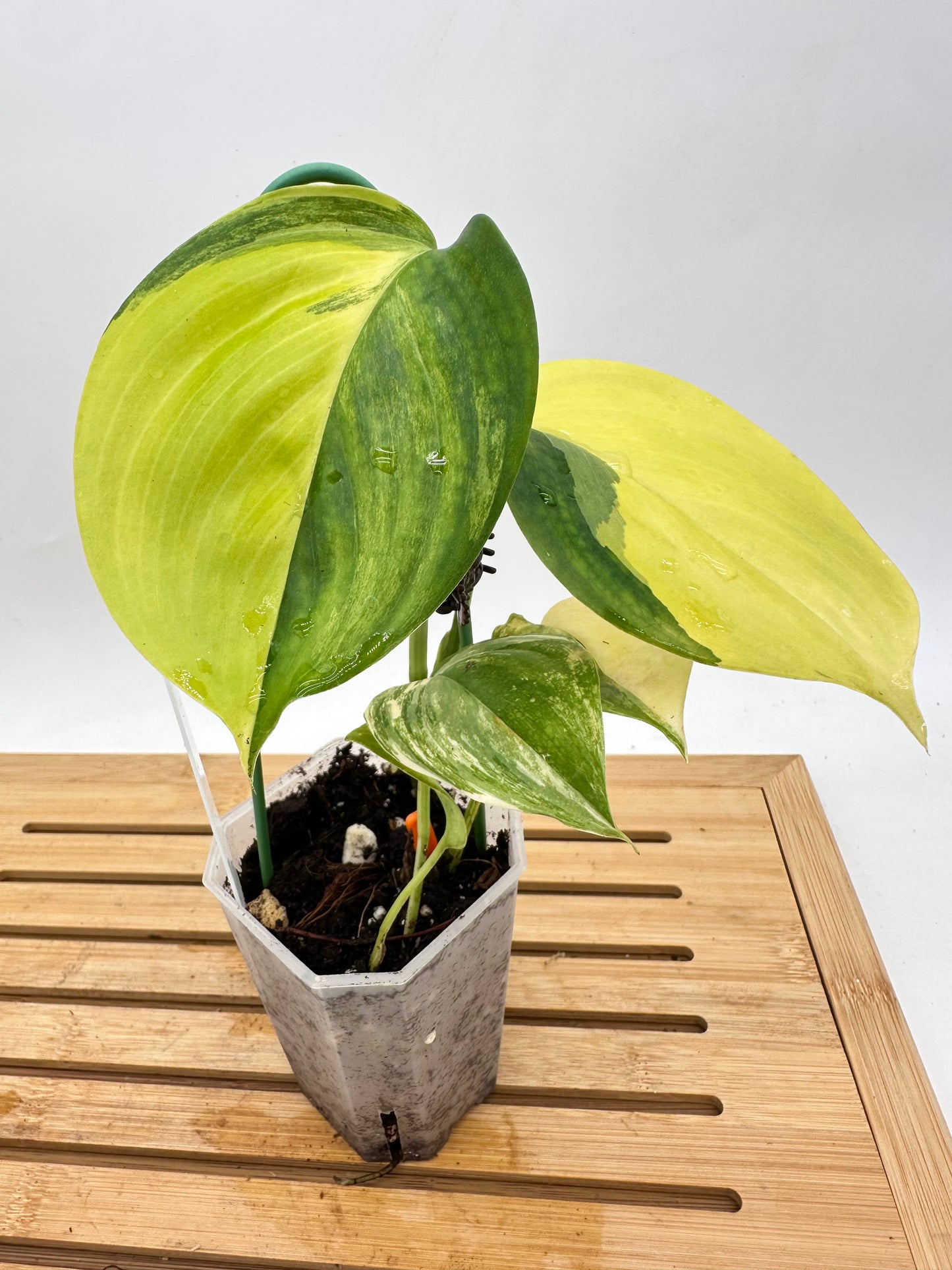 Scindapsus Blue Aurea Variegated