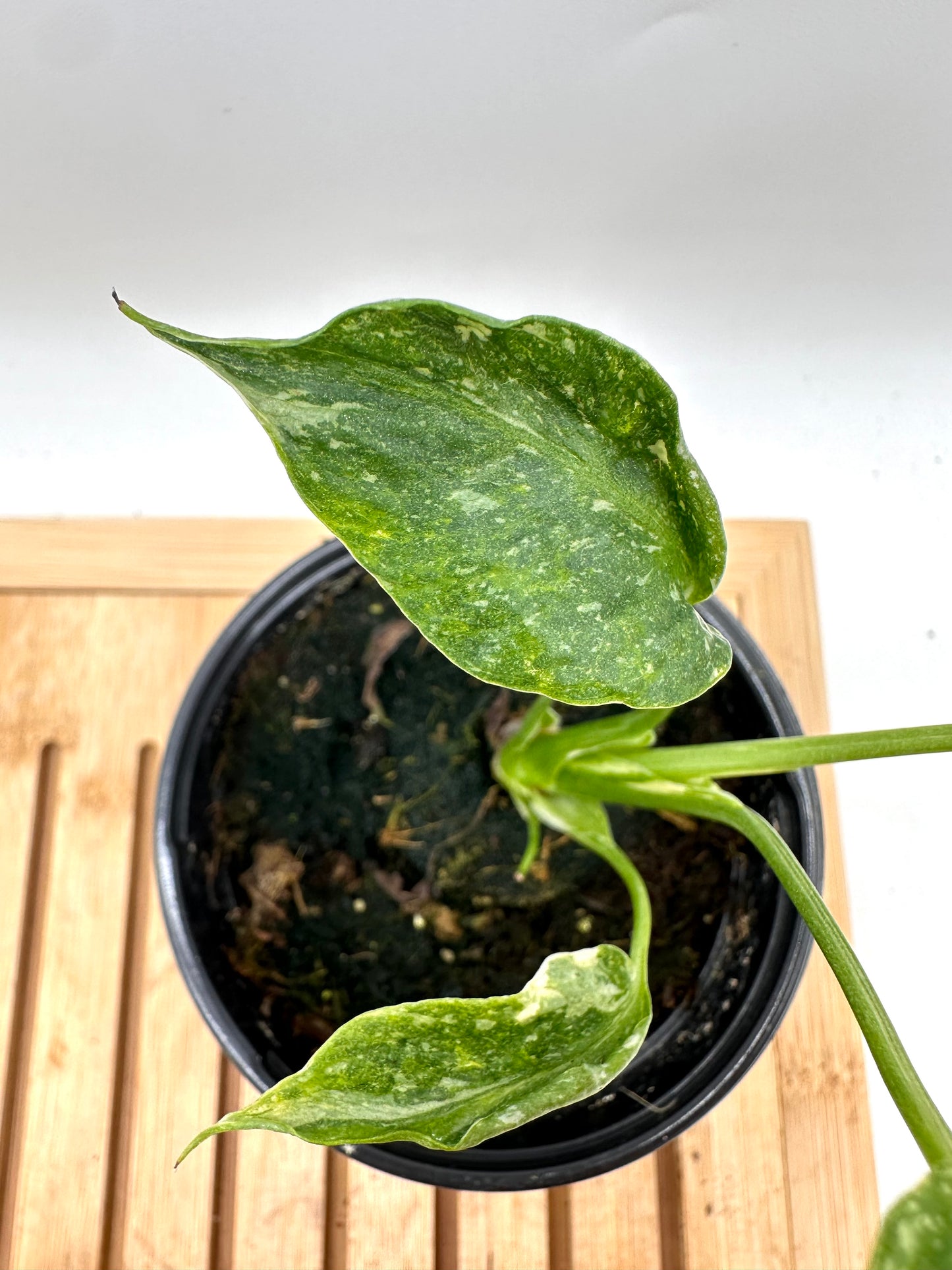 Monstera Miracle ‘Tri-Color Variegation’