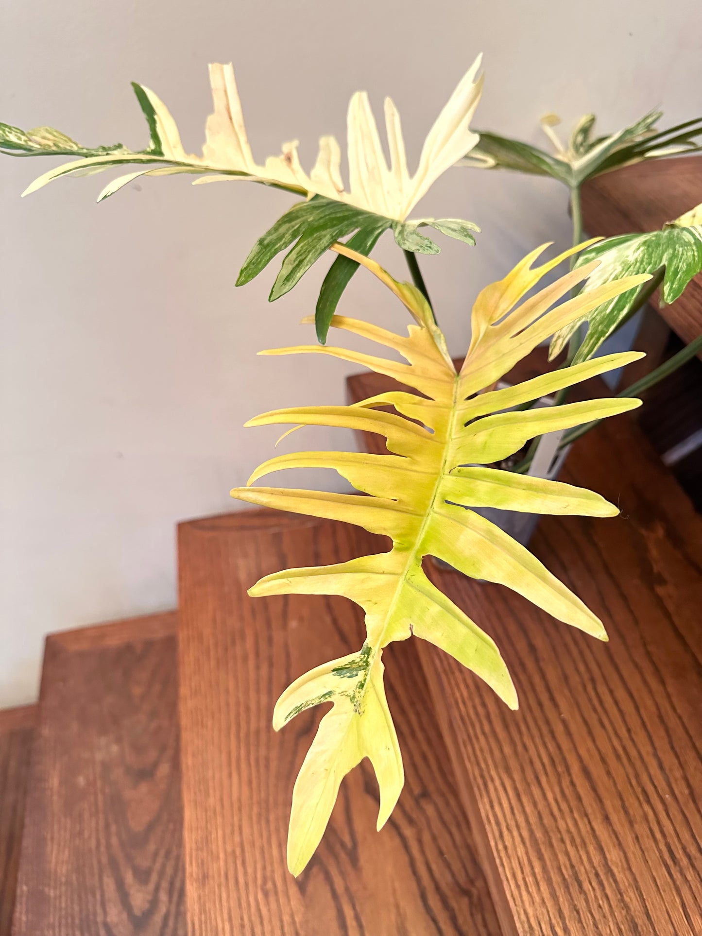 Philodendron Florida Beauty x Tortum Variegated 04- Large Size