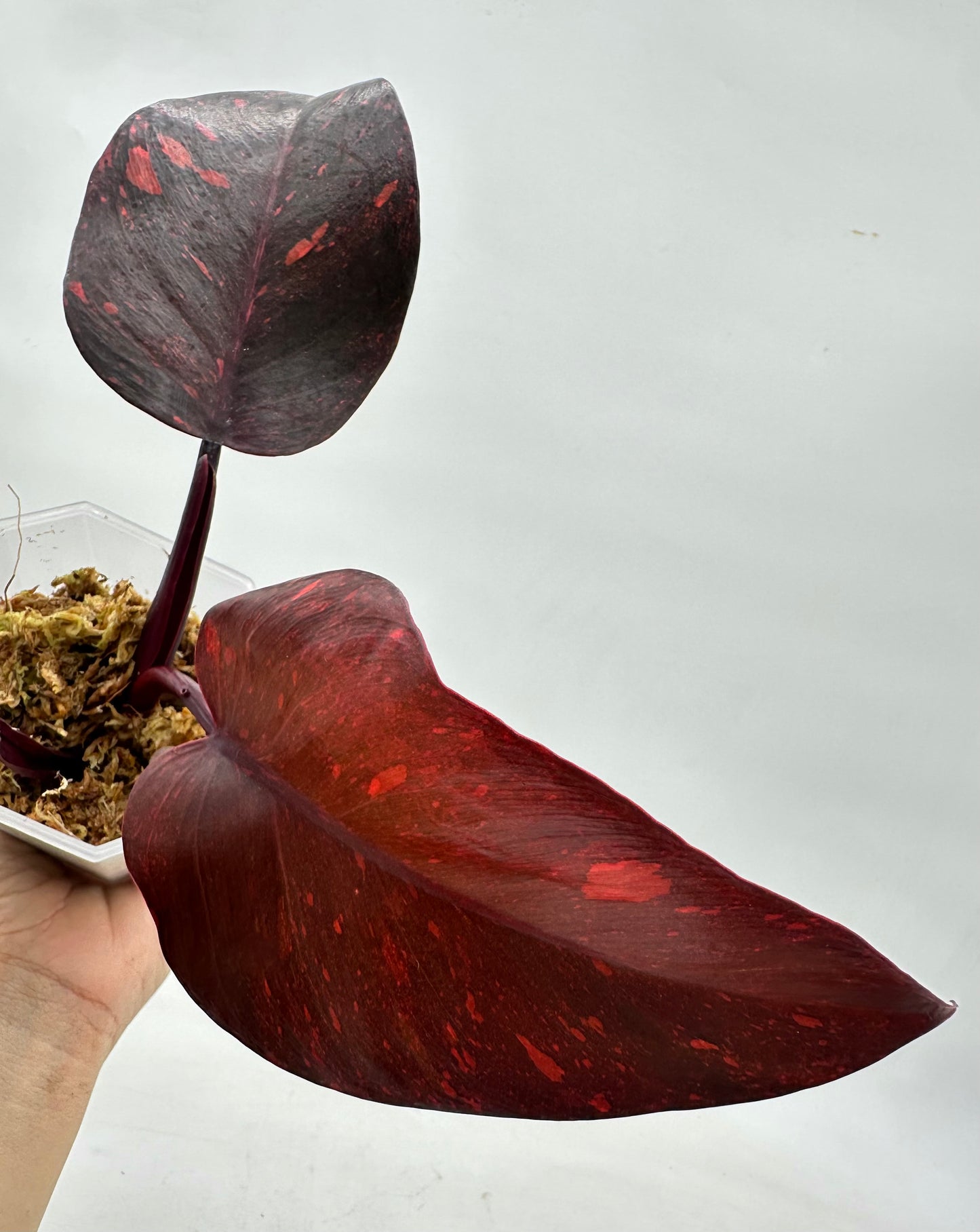 Philodendron Orange Princess Variegated