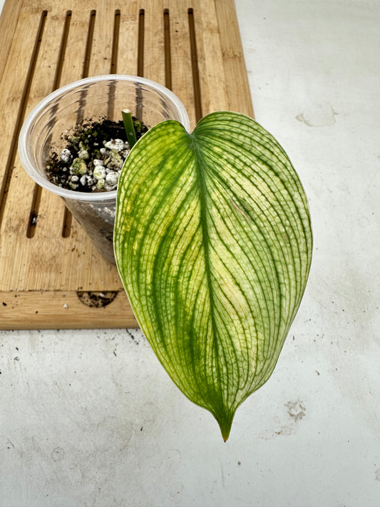 Scindapsus White Monstera