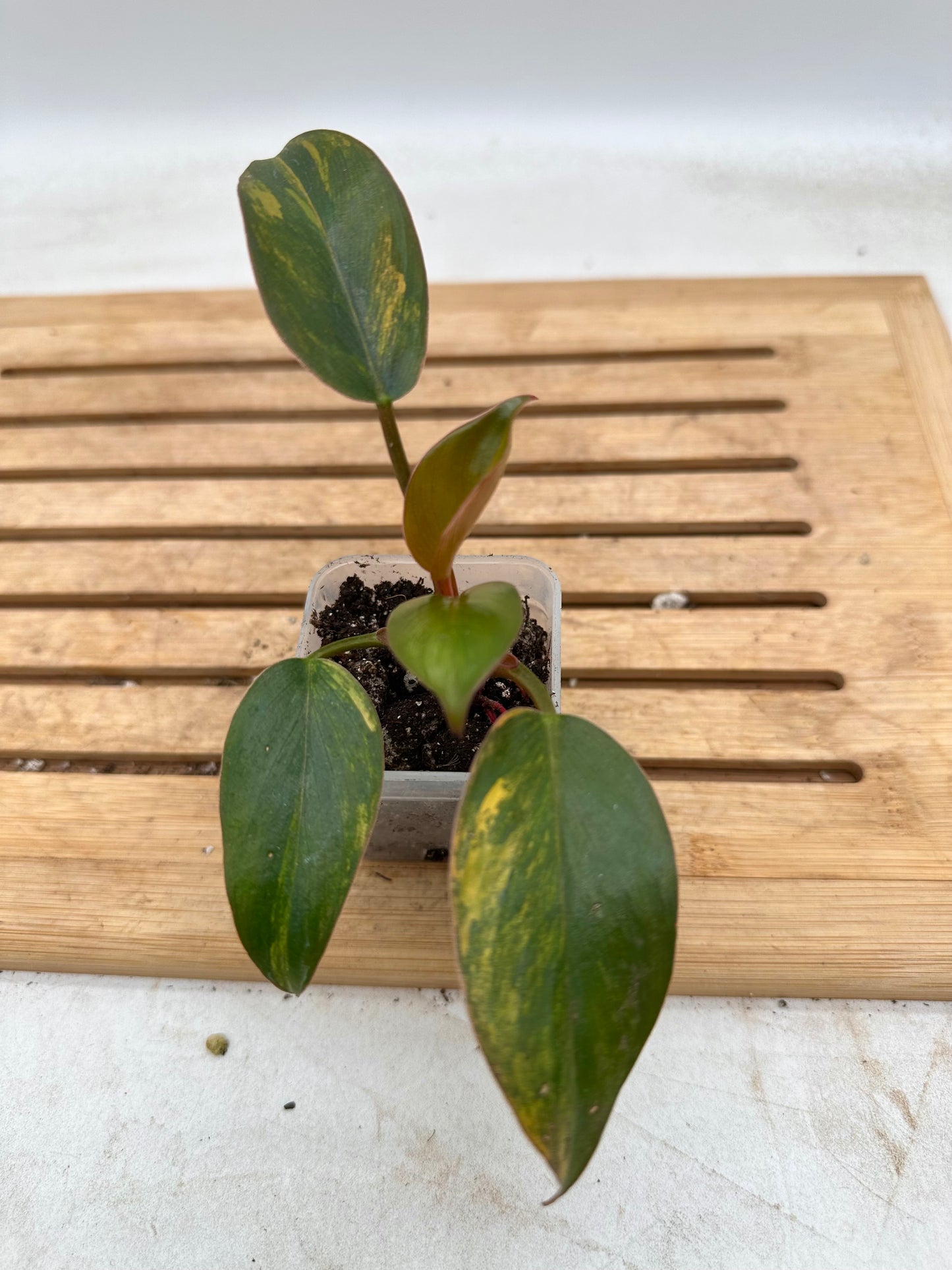 Philodendron Yellow Congo Variegated  - Labour Day Sale ❤️‍🔥