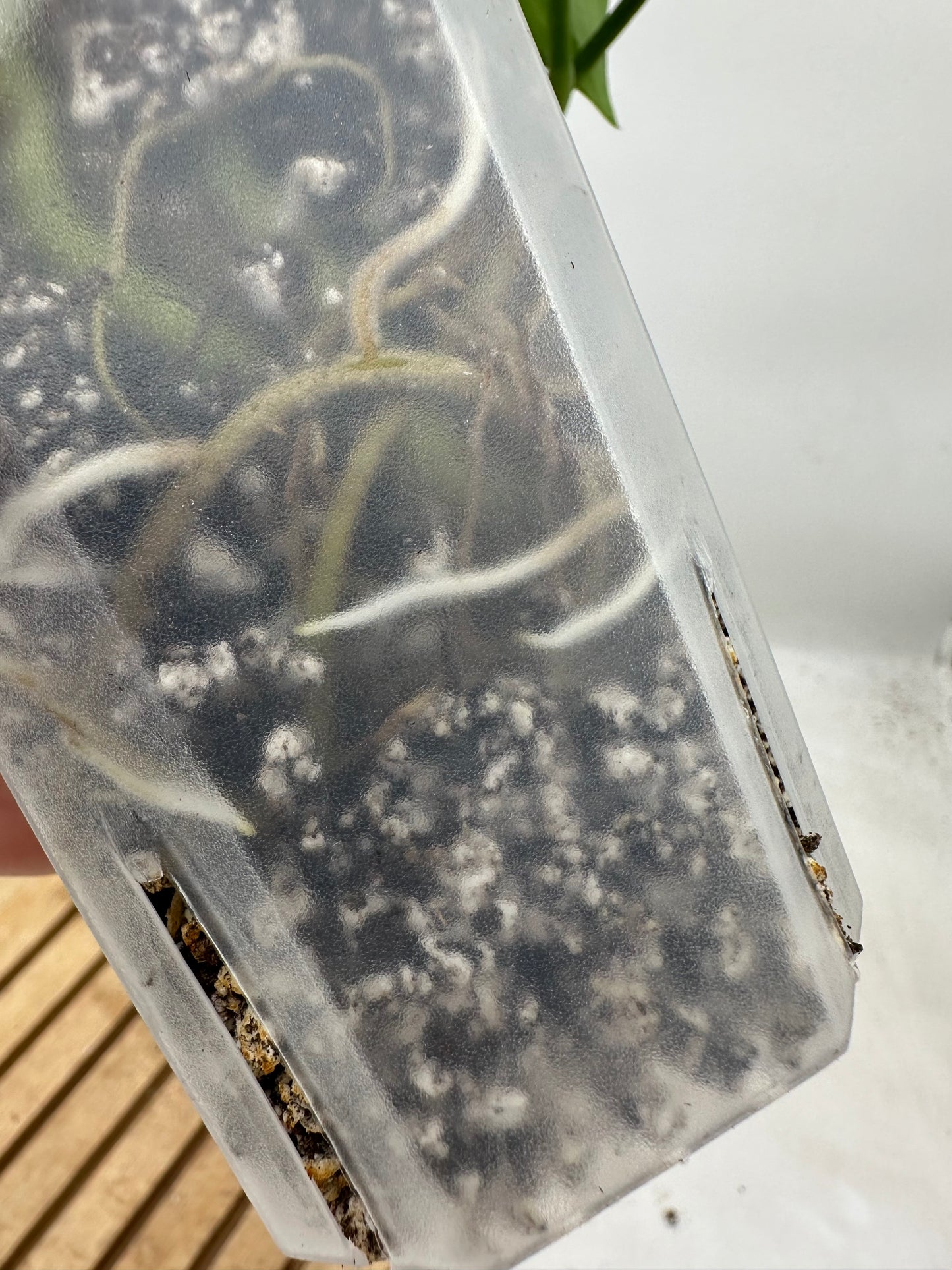 Scindapsus Blue Albo Size Large (Long stem and many nodes)