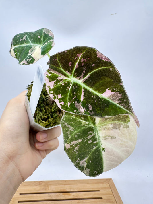 Alocasia Black Velvet Pink Albo Variegated
