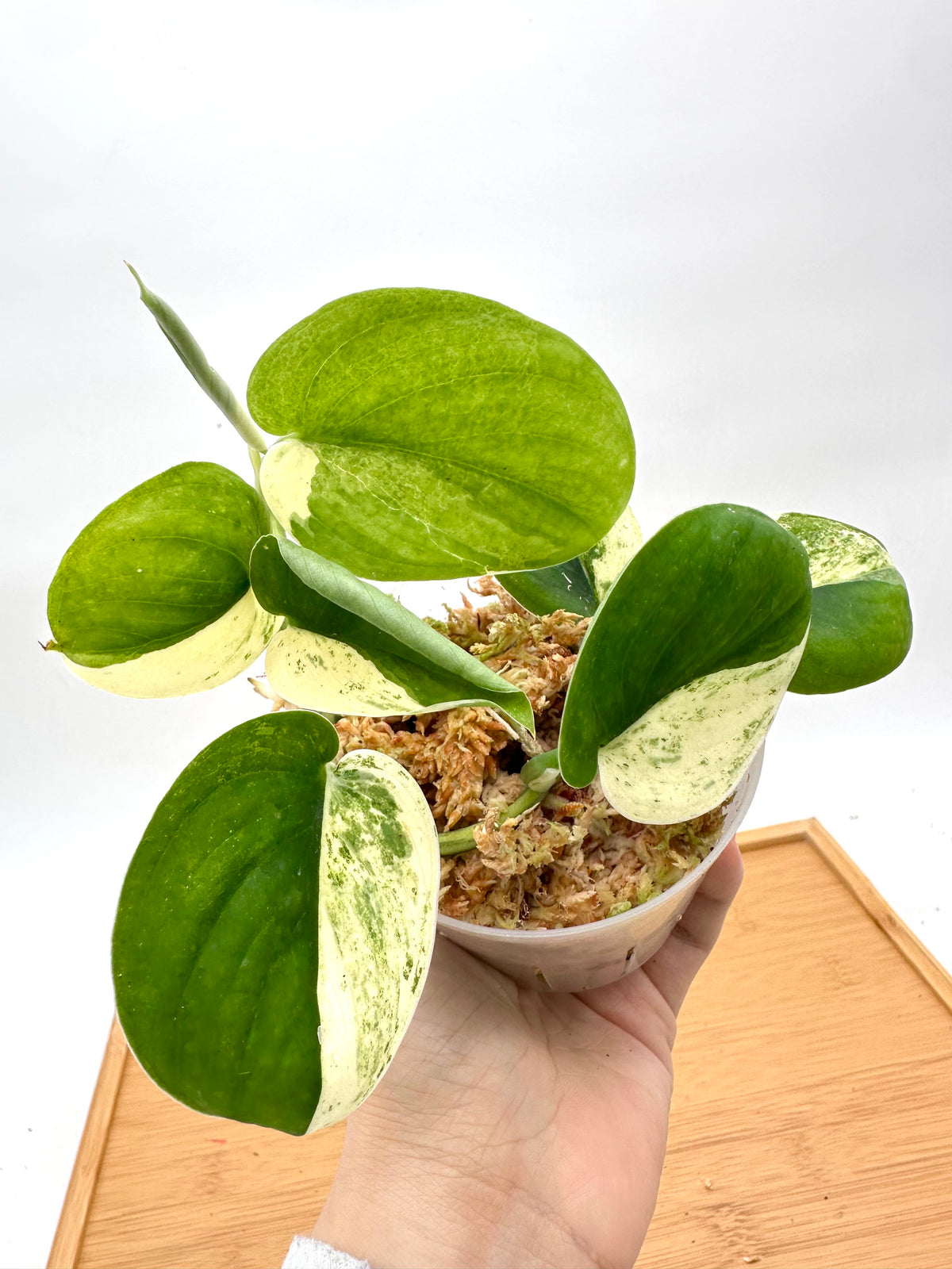 Scindapsus Mangurai Variegated
