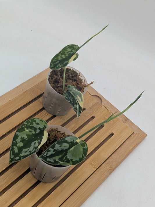 Scindapsus Mayari Variegated