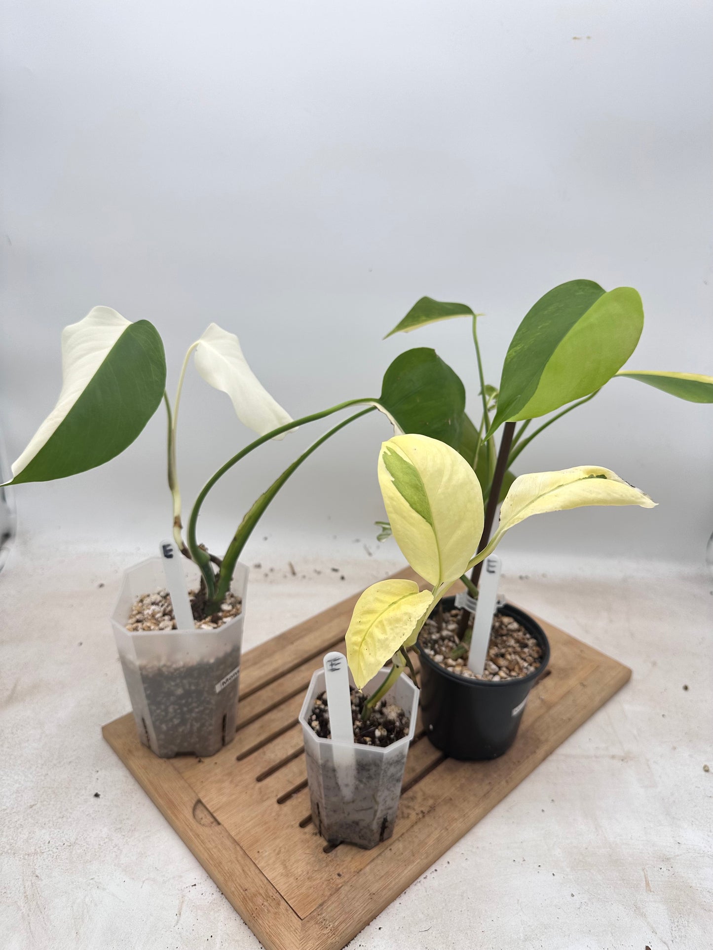 Combo Sale - Monstera Borsigiana Albo & Lechleriana Albo & Borsiginana Aurea