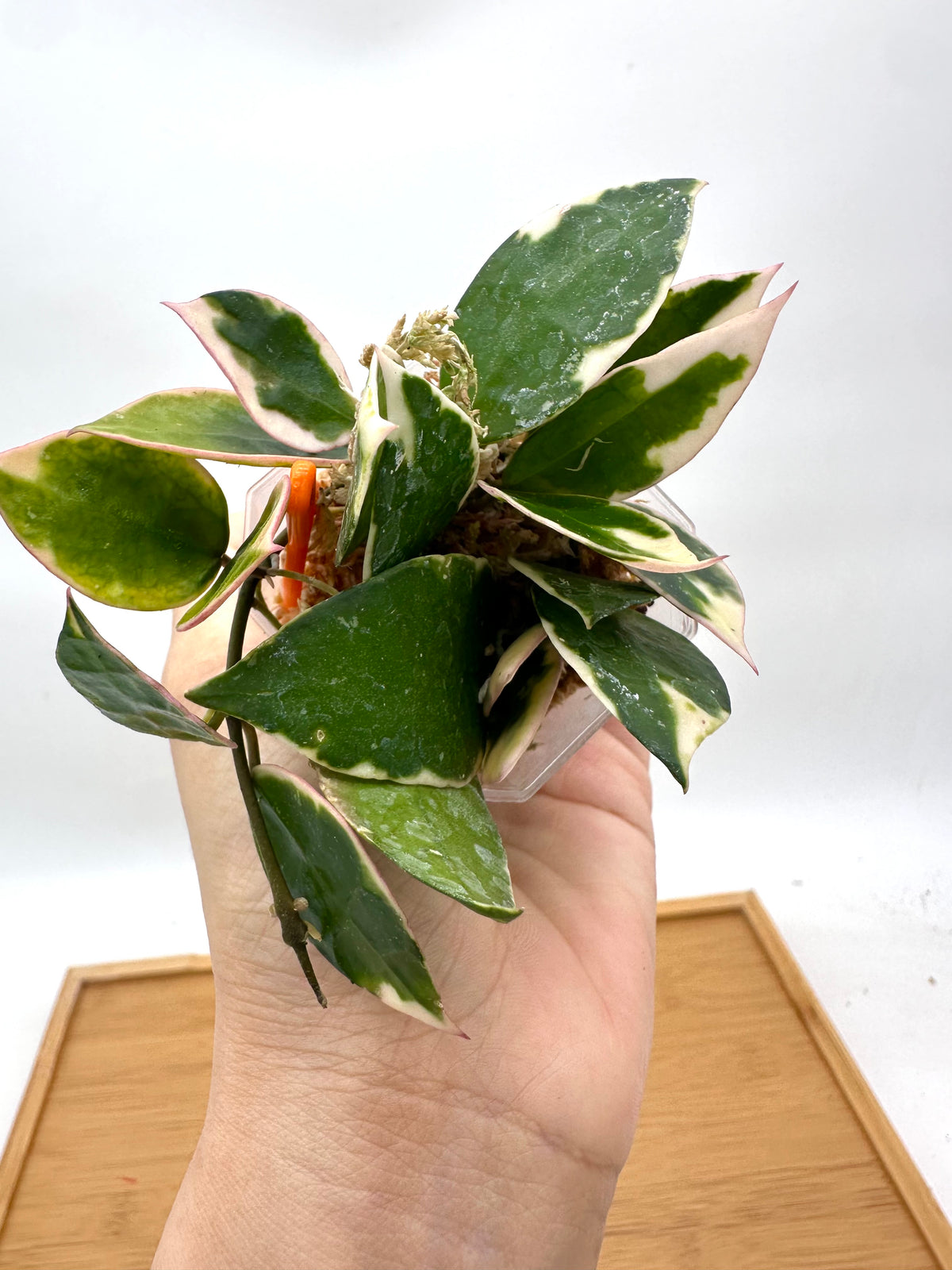 Hoya Lacunosa ‘Asami’ Variegated