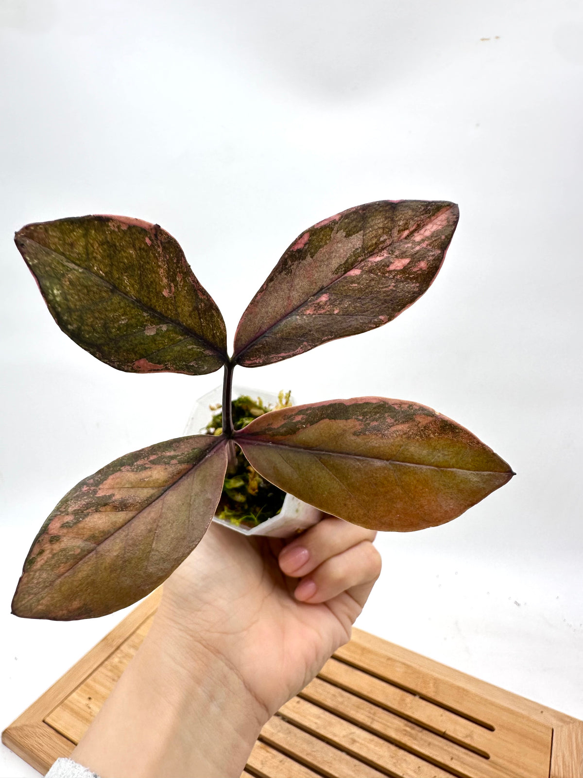 Raven Zz Variegated