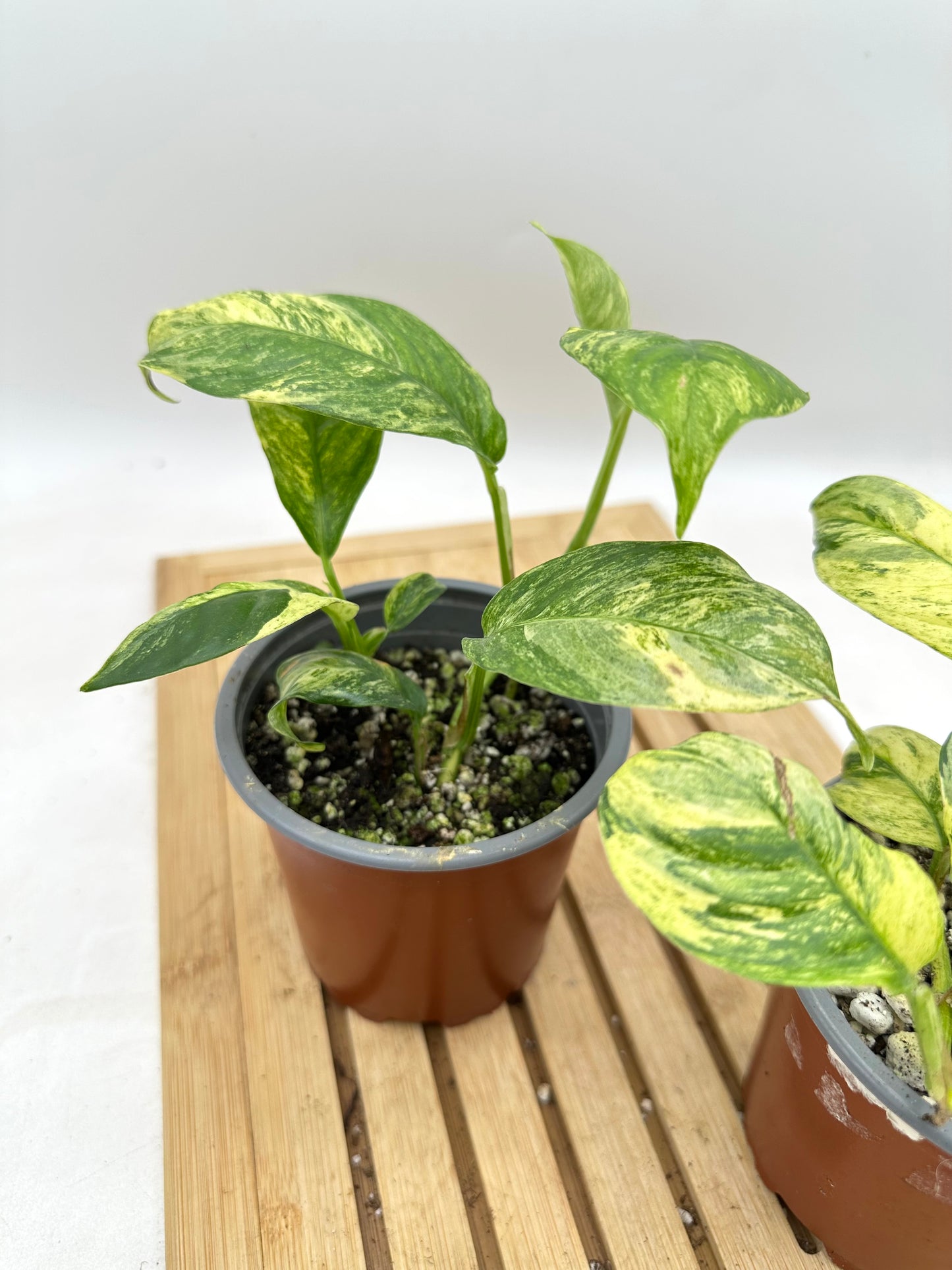 Rhaphidophora Puberula Variegated (2 plants propagated in each pot)