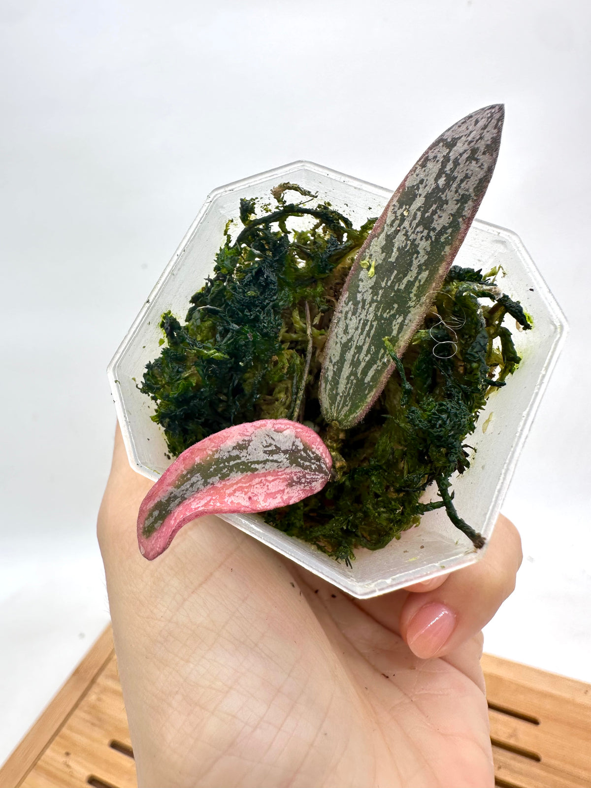 Hoya Sigillatis Variegated