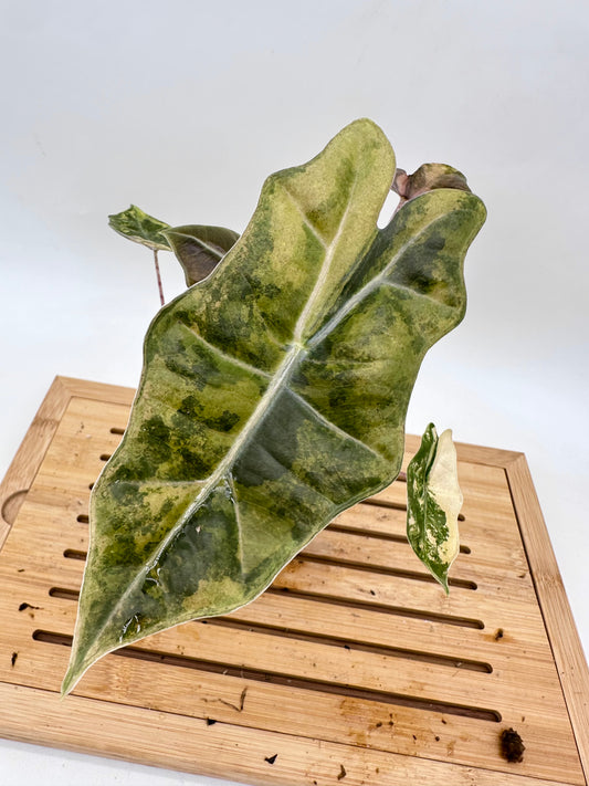 Alocasia Psuedo Sanderiana Variegated