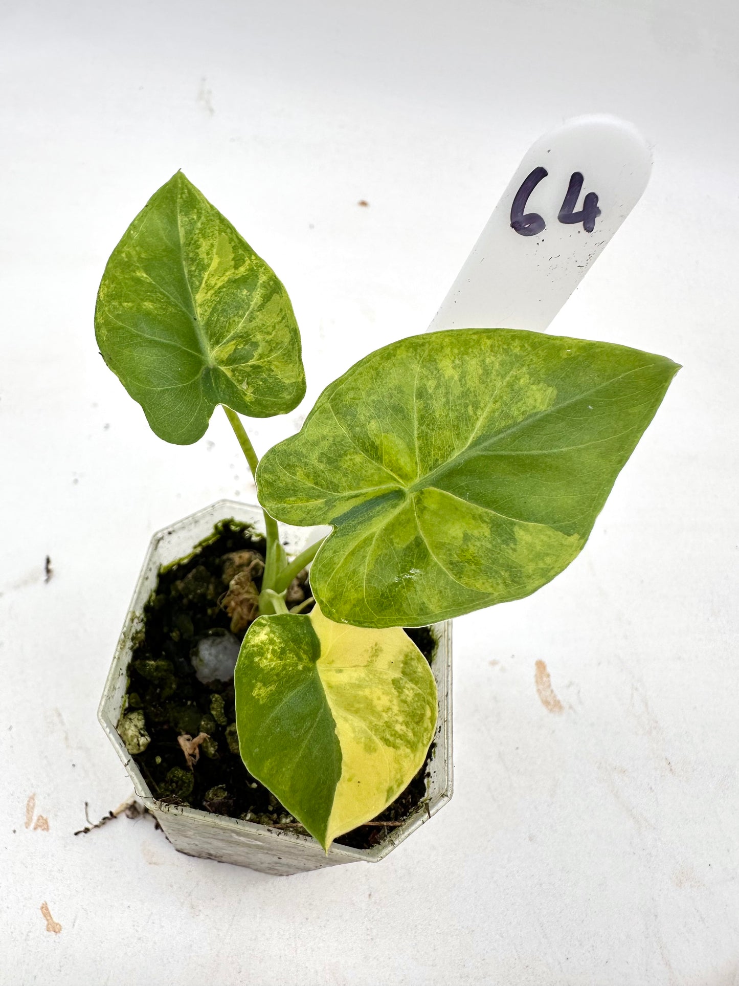 Alocasia Calidora variegated 064