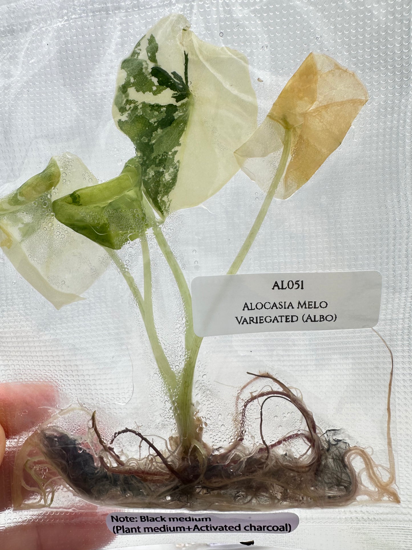 Tissue Culture - Alocasia Melo Albo Variegated