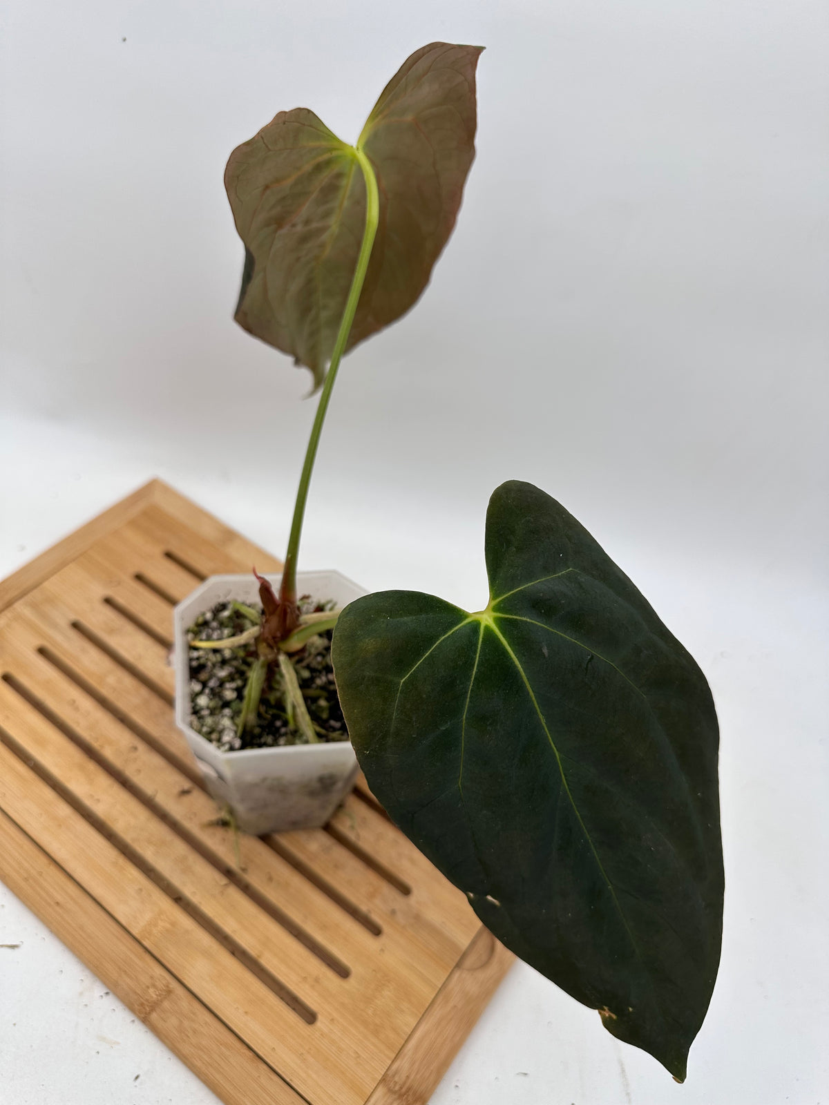 Anthurium Dark Phoenix x Fosterman